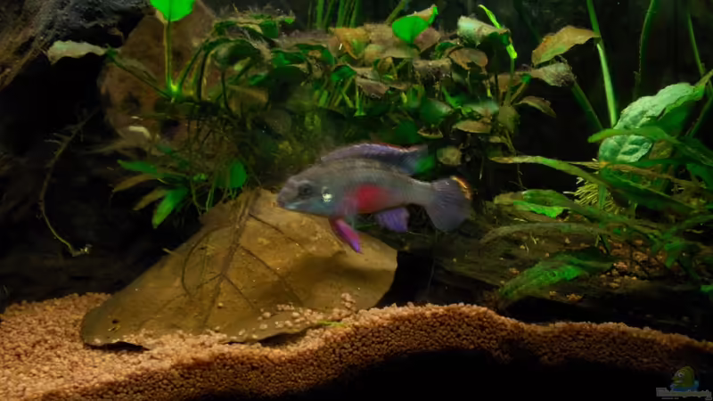 Aggro von Koehler (44)