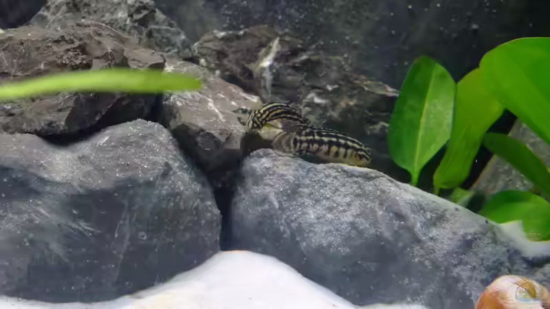 Aha was is da denn los ?! von Trooper (72)