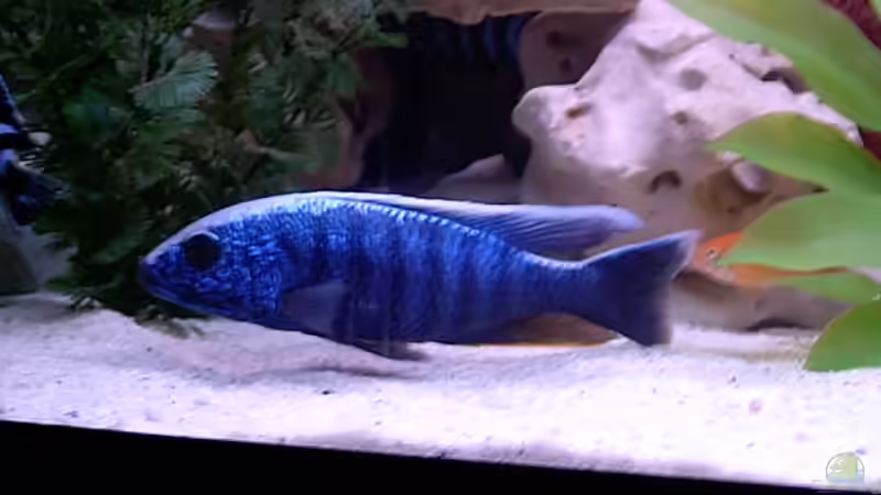 Ahli ca 18cm von Steffen Langer (11)