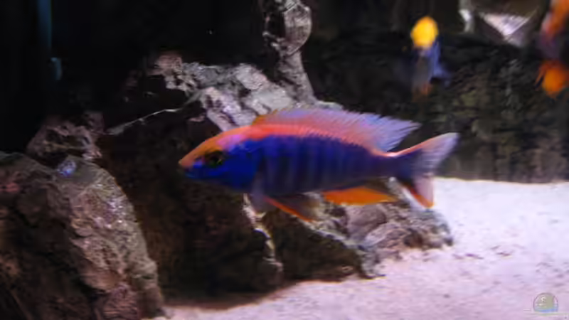 Ahli/Fryeri-iceberg-purplered von airborn28 (11)