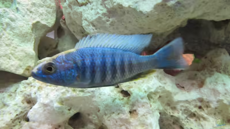 Ahli Iceberg Männchen von Andreas Novak (19)