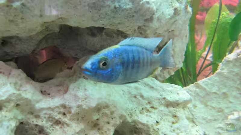 Ahli Iceberg Männchen von Andreas Novak (20)