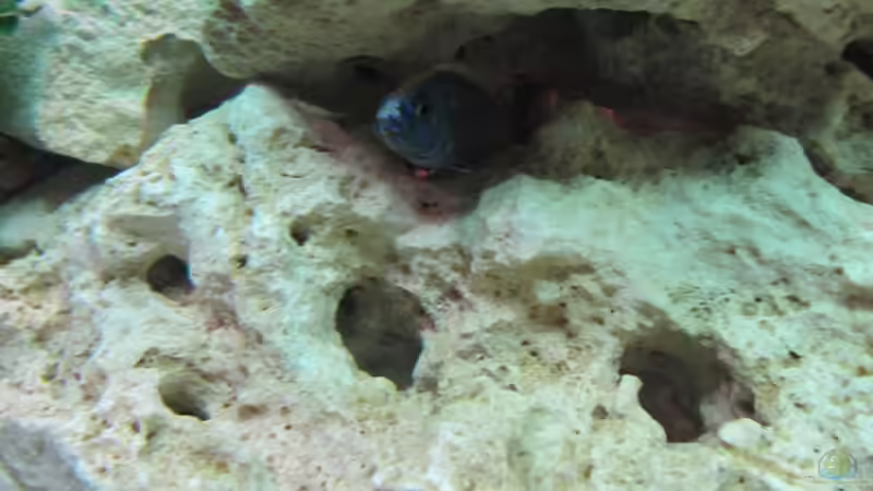 Ahli Iceberg Männchen von Andreas Novak (21)