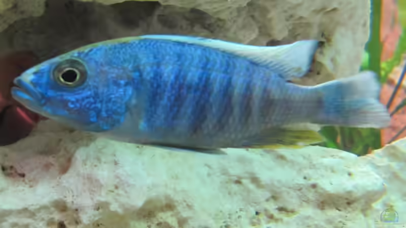 Ahli Iceberg Männchen von Andreas Novak (22)