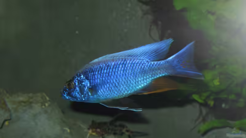 ahli iceberg von Marcus.H (8)