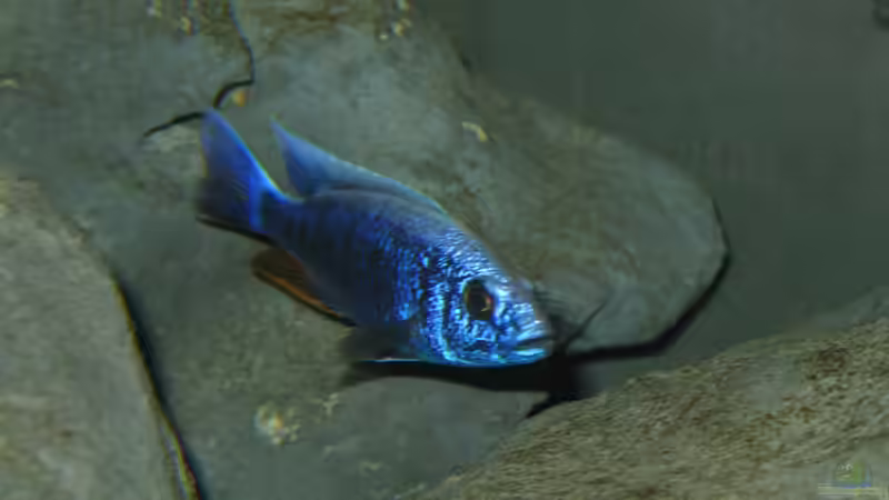 ahli iceberg von Marcus.H (9)