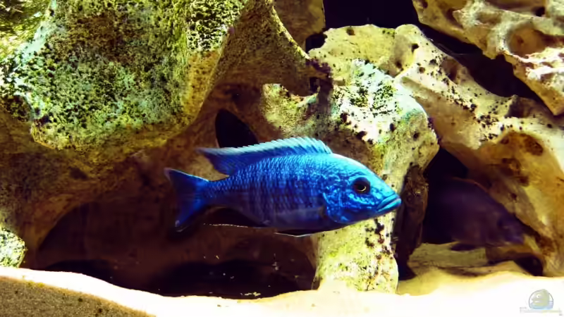 Ahli männchen von Chrissi (6)