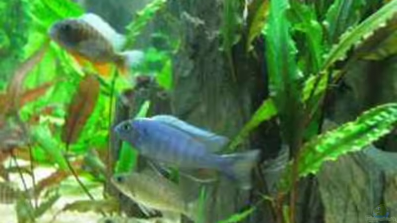 ´AHLI´ MIR FRAU von Vera Herrlich (15)