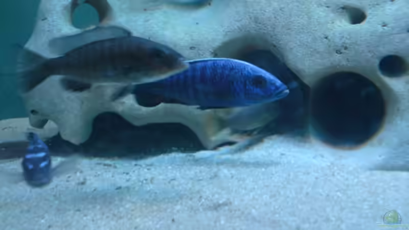 Ahli Pärchen von Sebastian Puhl (10)