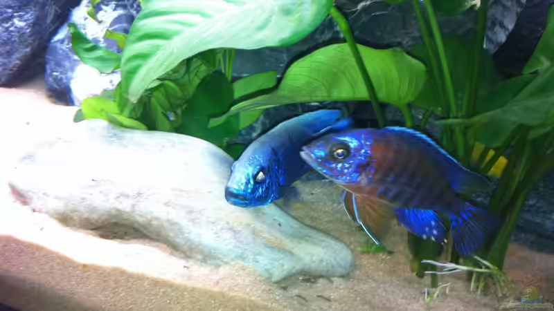 Ahli und Red Flush von Udo Lehr (21)