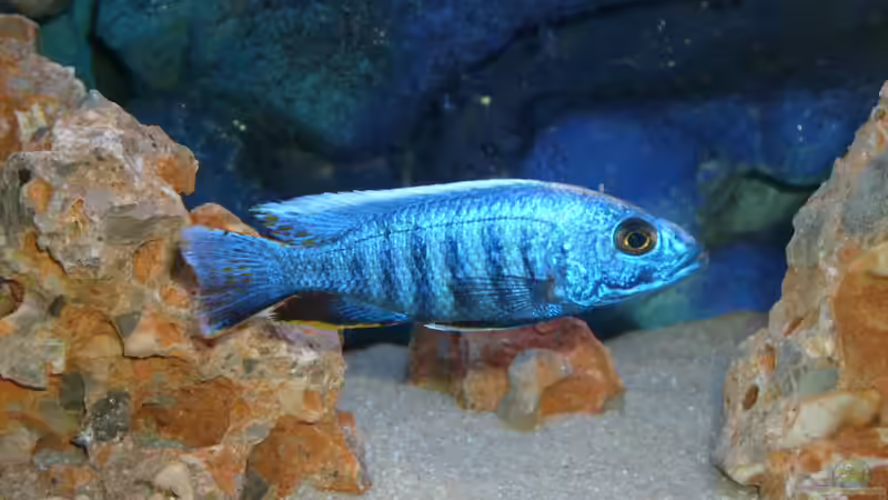 Ahli von JAMES-JONES (9)