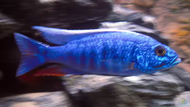 ahli von pennywise (23)