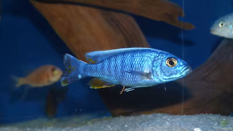 Ahly von Bandit12 (12)