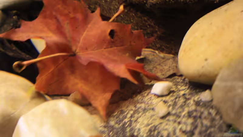 Ahornblätter,Buche und Eichenblätter werden als natürliches Laub verwendet. von Florian Bandhauer (43)