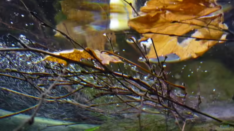 Ahornblatt und Birkenäste von Chris_R. (8)