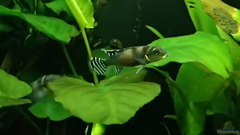 Nanochromis im Aquarium halten (Einrichtungsbeispiele für Nanochromis-Arten)