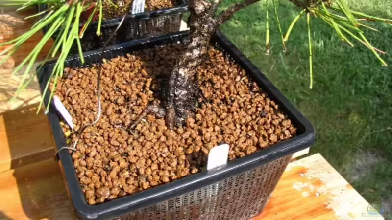 Akadama im Garten - der große, ausführliche Leitfaden für gesundes Pflanzenwachstum