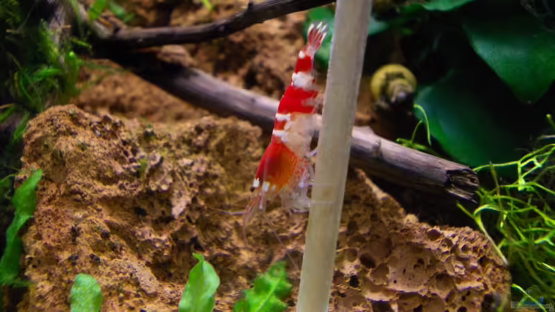 Akrobat von Koehler (27)