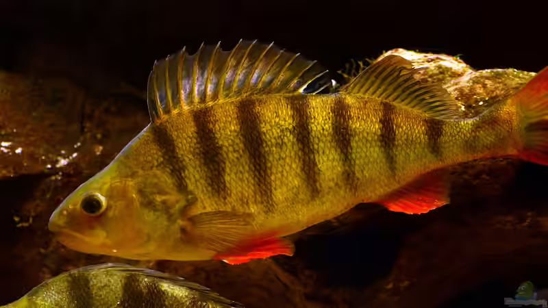 Aktion Fisch des Jahres in Deutschland