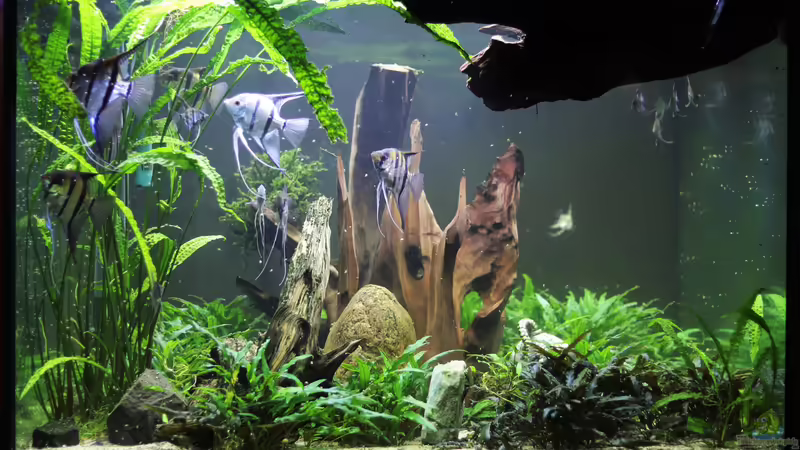 Aktualisierung  12.19 Südamerika von Holger Esch (1)