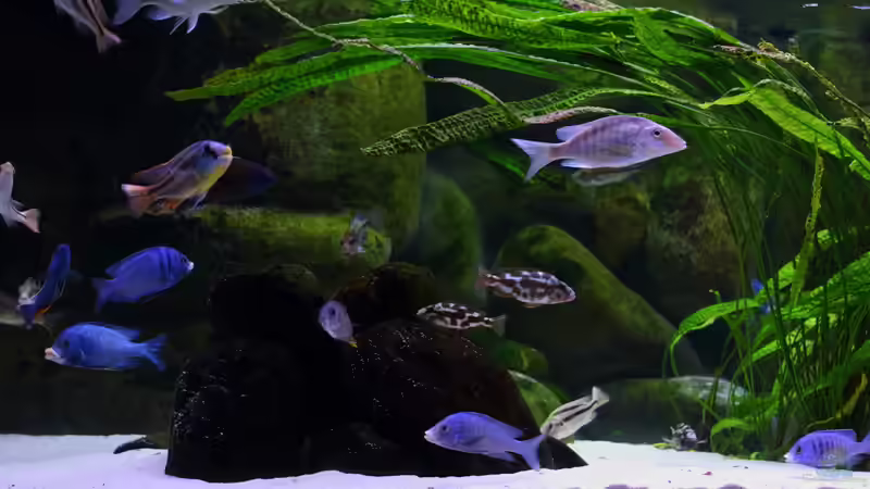 Aktualisierung 29.05.2013 von Klaus Lischka (10)