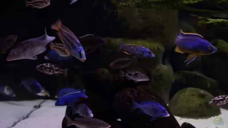 Aktualisierung 29.05.2013 von Klaus Lischka (13)