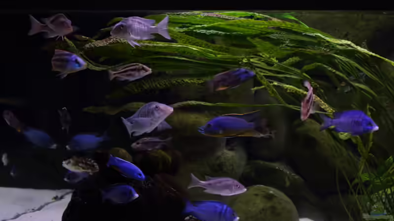 Aktualisierung 29.05.2013 von Klaus Lischka (15)