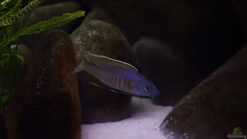 Aktualisierung 29.05.2013 von Klaus Lischka (16)