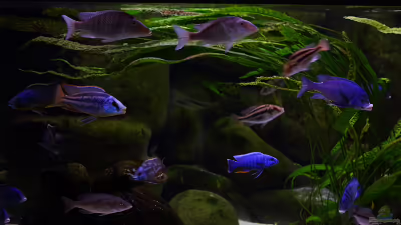 Aktualisierung 29.05.2013 von Klaus Lischka (17)