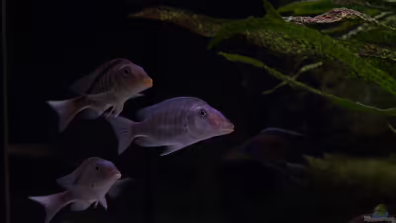 Aktualisierung 29.05.2013 von Klaus Lischka (18)