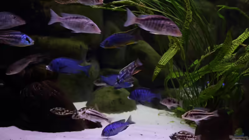 Aktualisierung 29.05.2013 von Klaus Lischka (21)