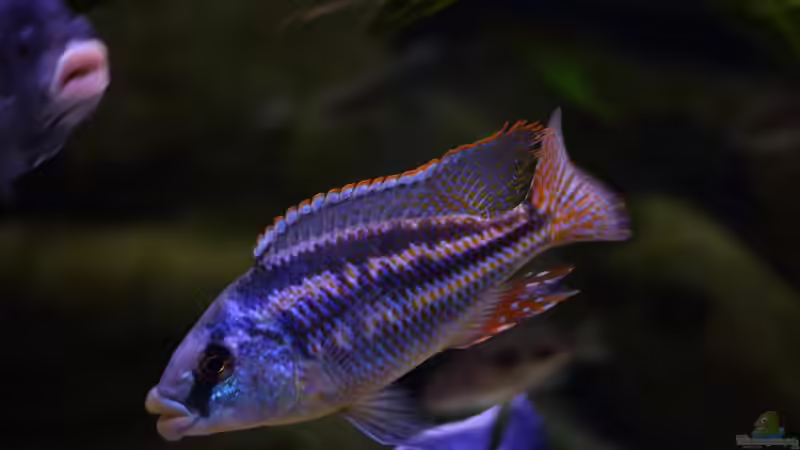 Aktualisierung 29.05.2013 von Klaus Lischka (22)