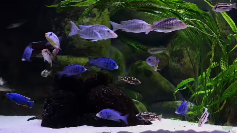 Aktualisierung 29.05.2013 von Klaus Lischka (9)