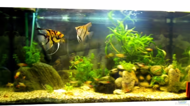 Aktuell - 29.4.2010 von Lakritzkatze (1)