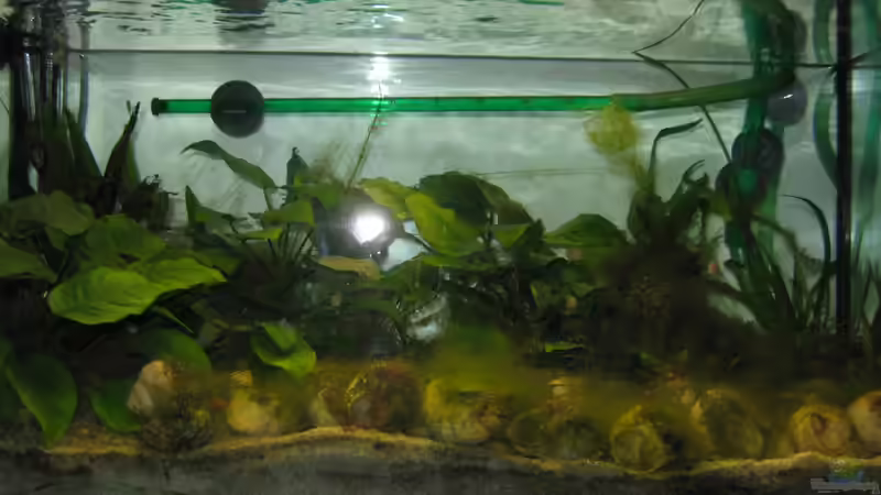 AKTUELL - leider so veralgt... von Jenny (2)