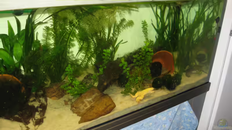 Aktuell. von Jenny (6)