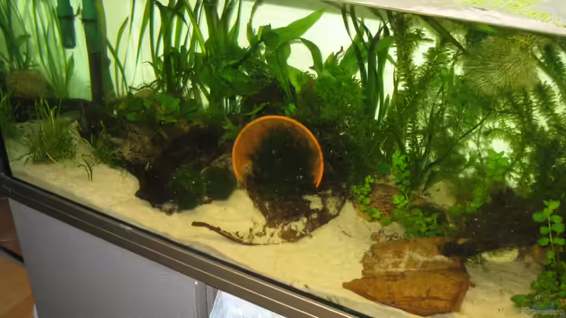 Aktuell. von Jenny (7)