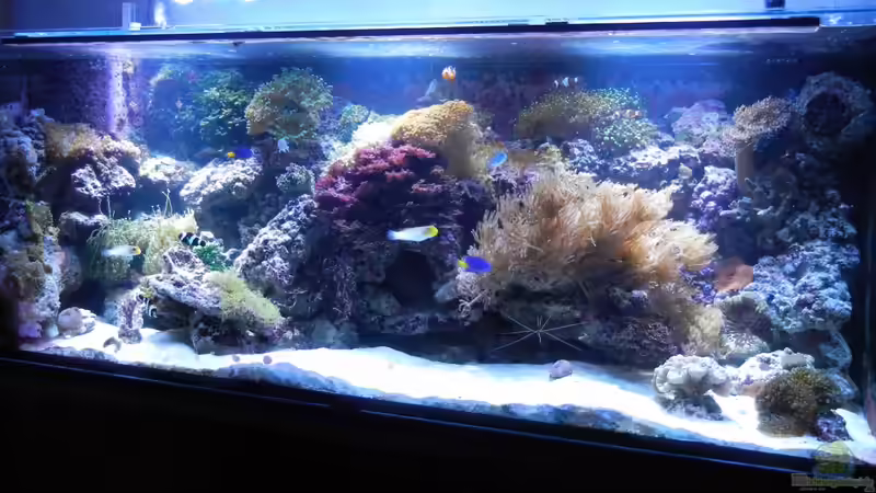 Aktuell 02.05.2012 von Rolf Mohr (1)