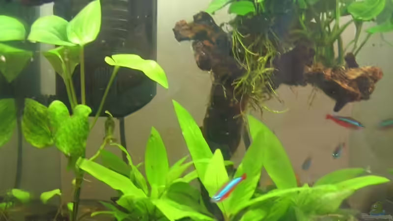 Aktuell 05.08.09 von gomtuu (1)