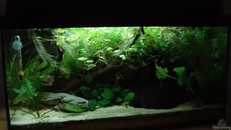 aktuell 07.09.09 von Laura (12)