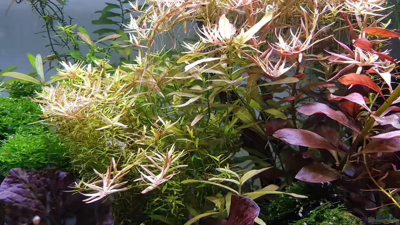 Aktuell 10.02.2019 von Livia & Marc (7)