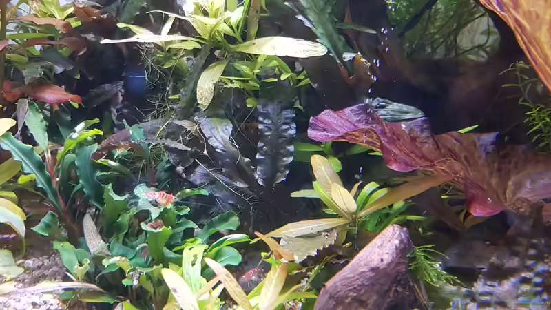 Aktuell 10.02.2019 von Livia & Marc (8)