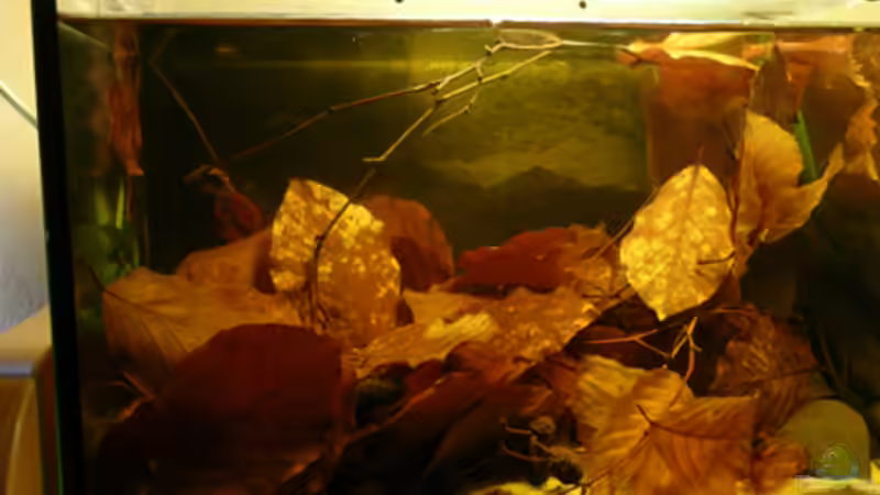 Aktuell´,11.03,10 von Cichlid Power (1)