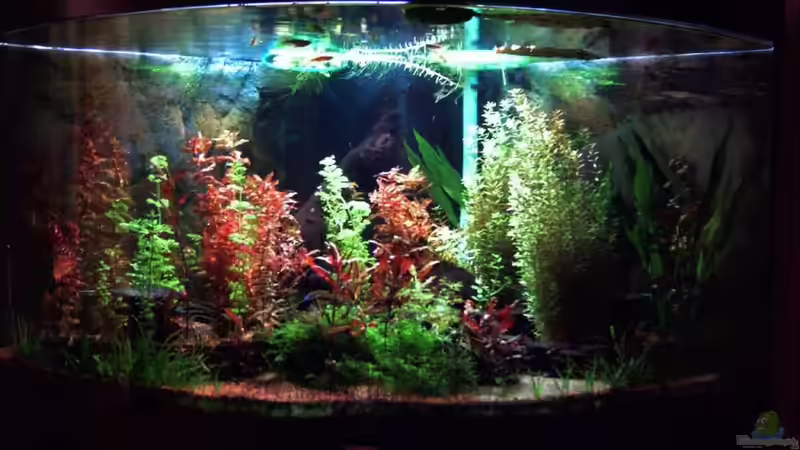 aktuell 12/09 üppiger Pflanzenrückschnitt, hintere Leuchten an von wasserspaß (7)