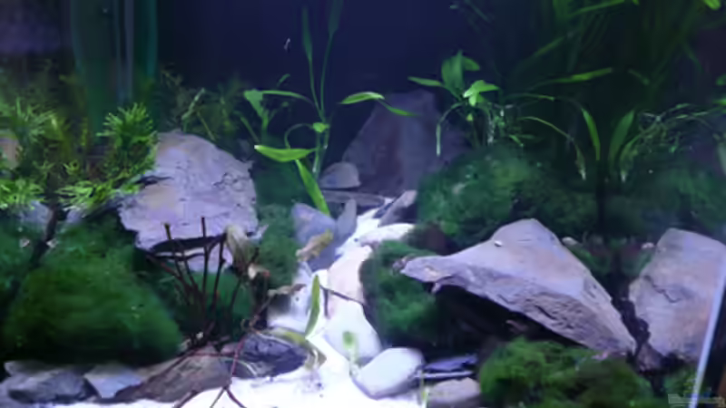 Aktuell,21.03.10 von Cichlid Power (1)