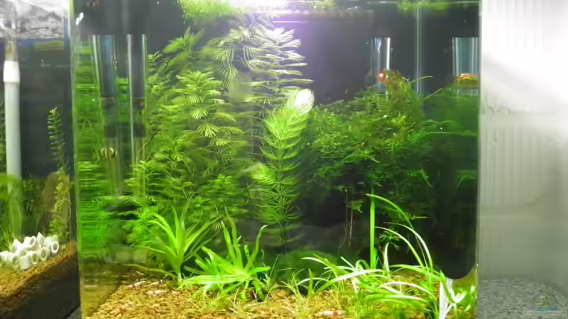 aktuell 22.02.2012 von Dirk Tomhorst (4)