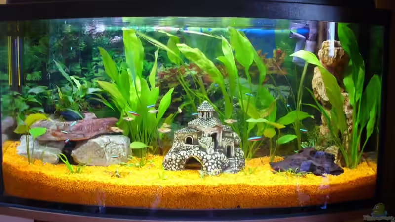 Aktuell 24.September ´08 von Kleene69 (5)