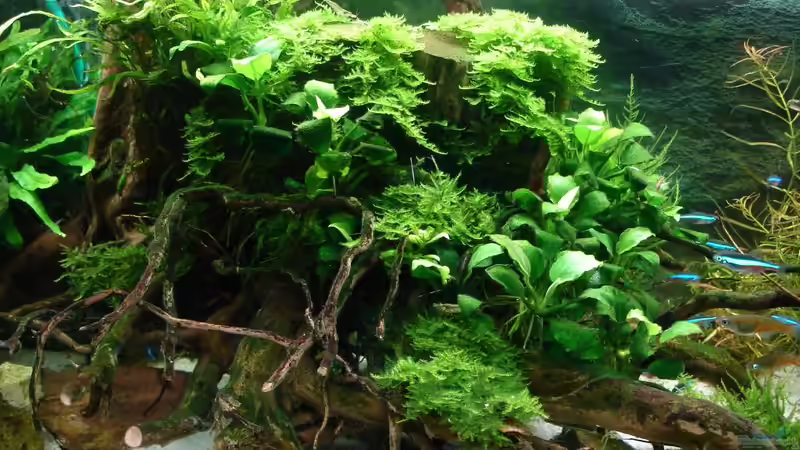 aktuell 25.7.14 von Grünhexe (108)