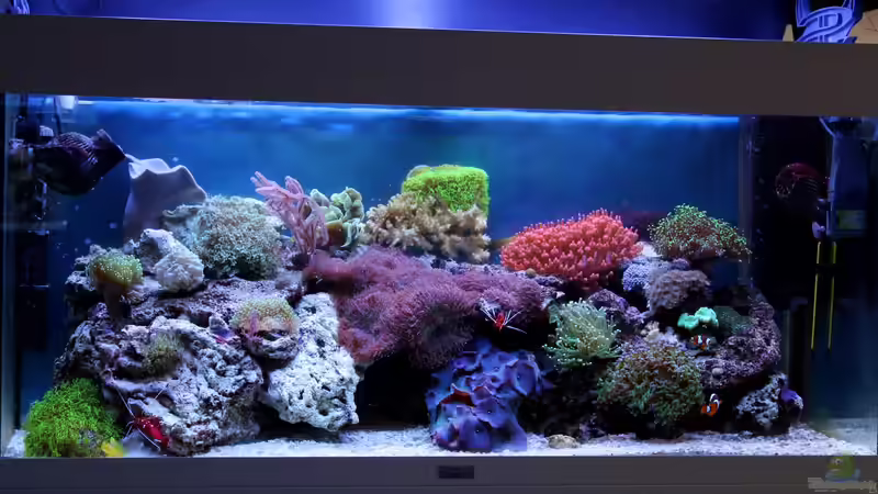 aktuell 26.01.2015 von die Perle... (1)