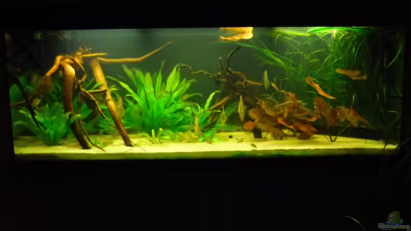 aktuell 31. august09 von Mario Coordes (8)